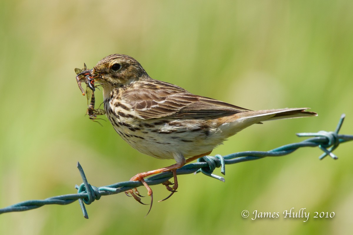 Meadow Pipit - ML553273121