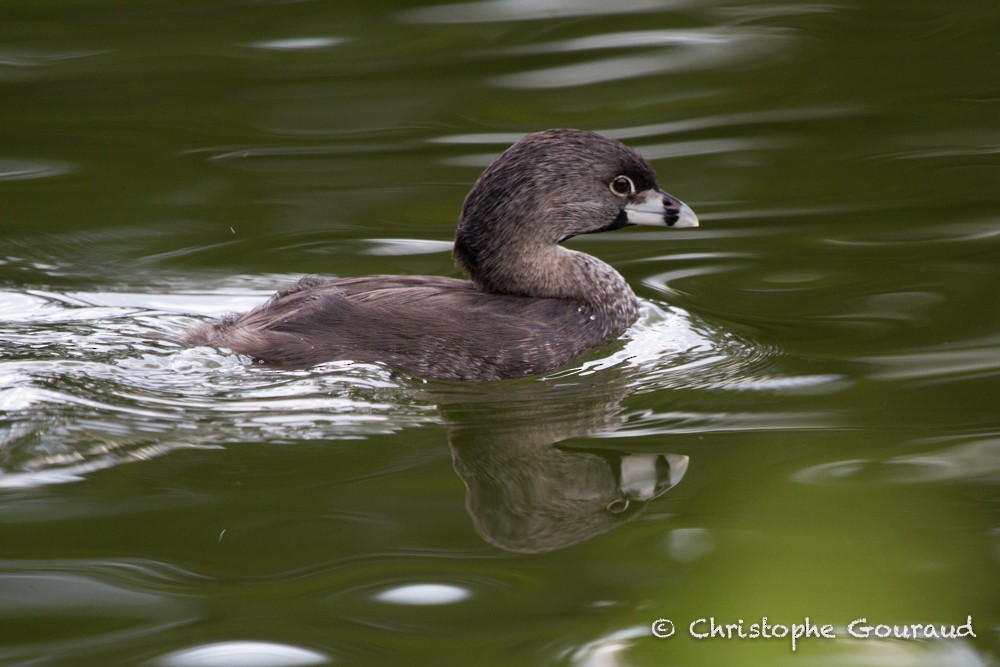 Pied-billed Grebe - Christophe Gouraud