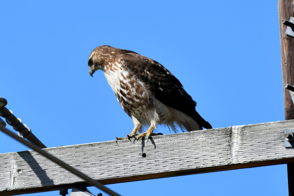 Red-tailed Hawk - ML553279461