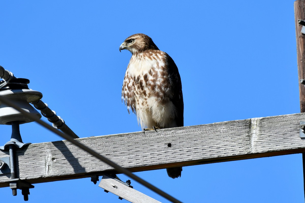 Red-tailed Hawk - ML553279471