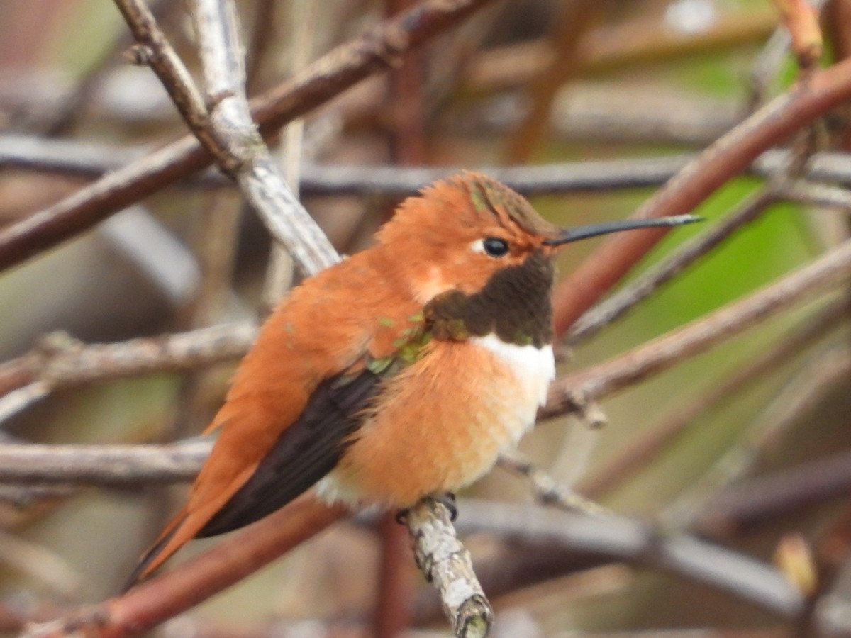 Rufous Hummingbird - ML553287061