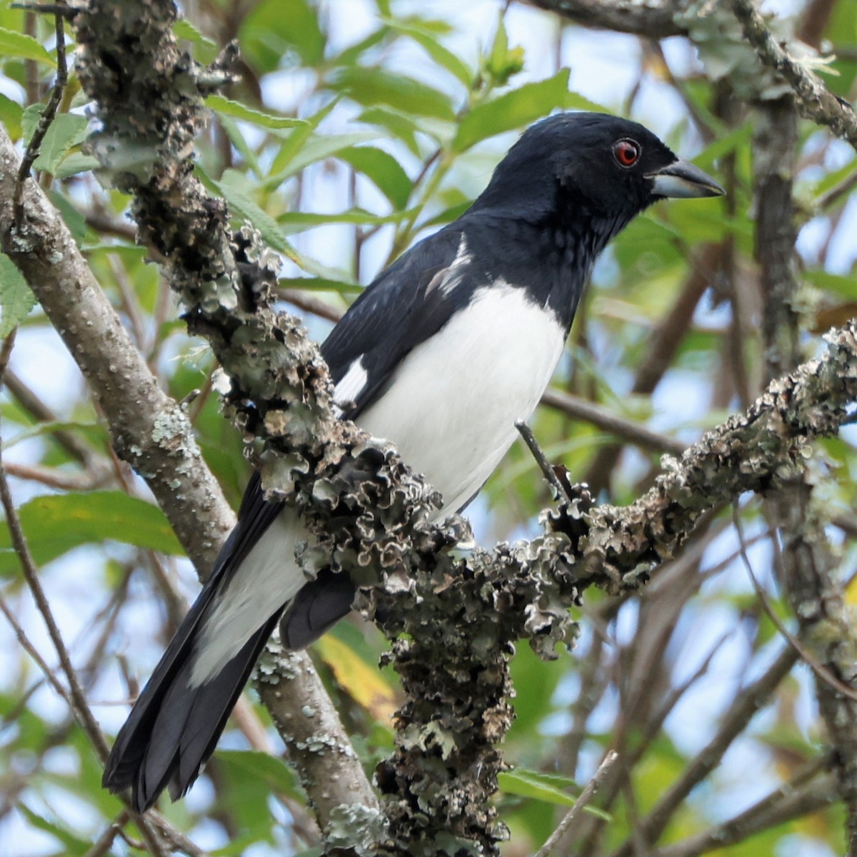 Black-and-white Tanager - ML553287121