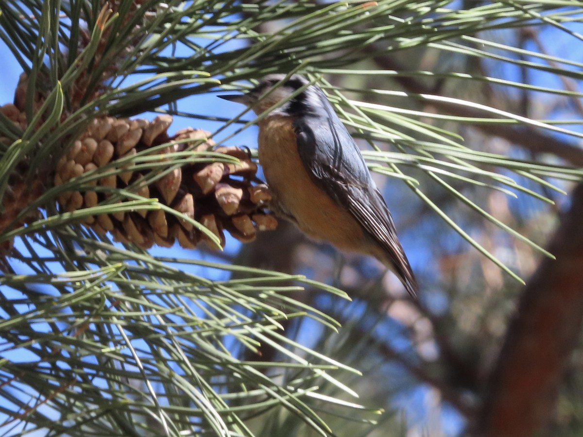 Red-breasted Nuthatch - ML553289101