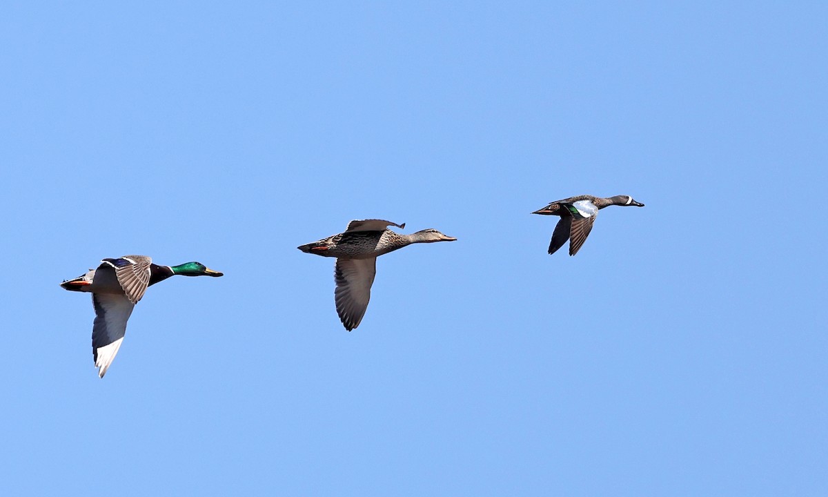 Blue-winged Teal - ML553294201
