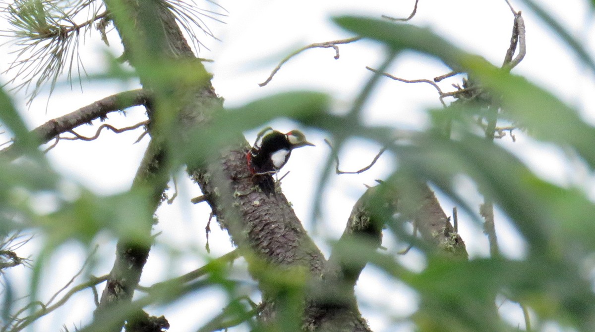 Great Spotted Woodpecker - Miguel  Berkemeier