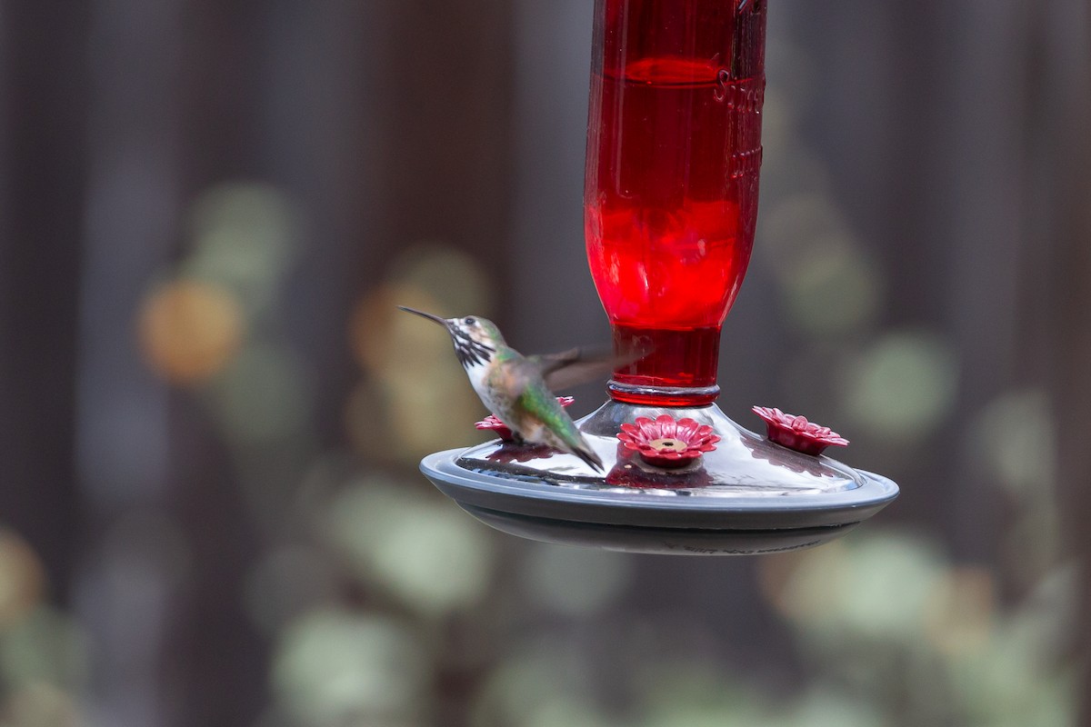 Calliope Hummingbird - ML553310061