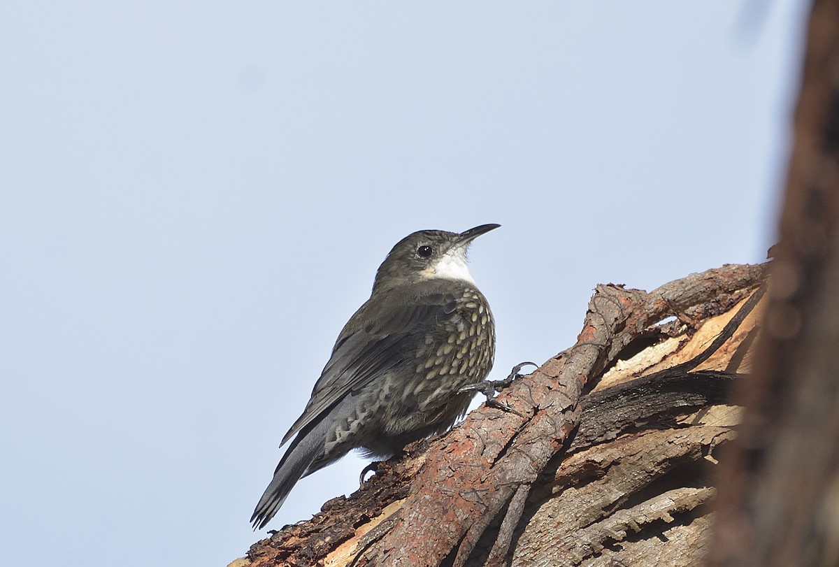 eBird Checklist 4 Apr 2023 Dharawal National ParkVictoria Road