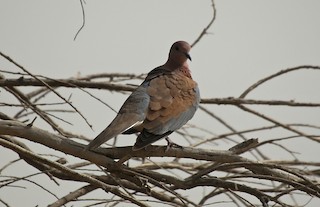 Laughing Dove, ML55331231