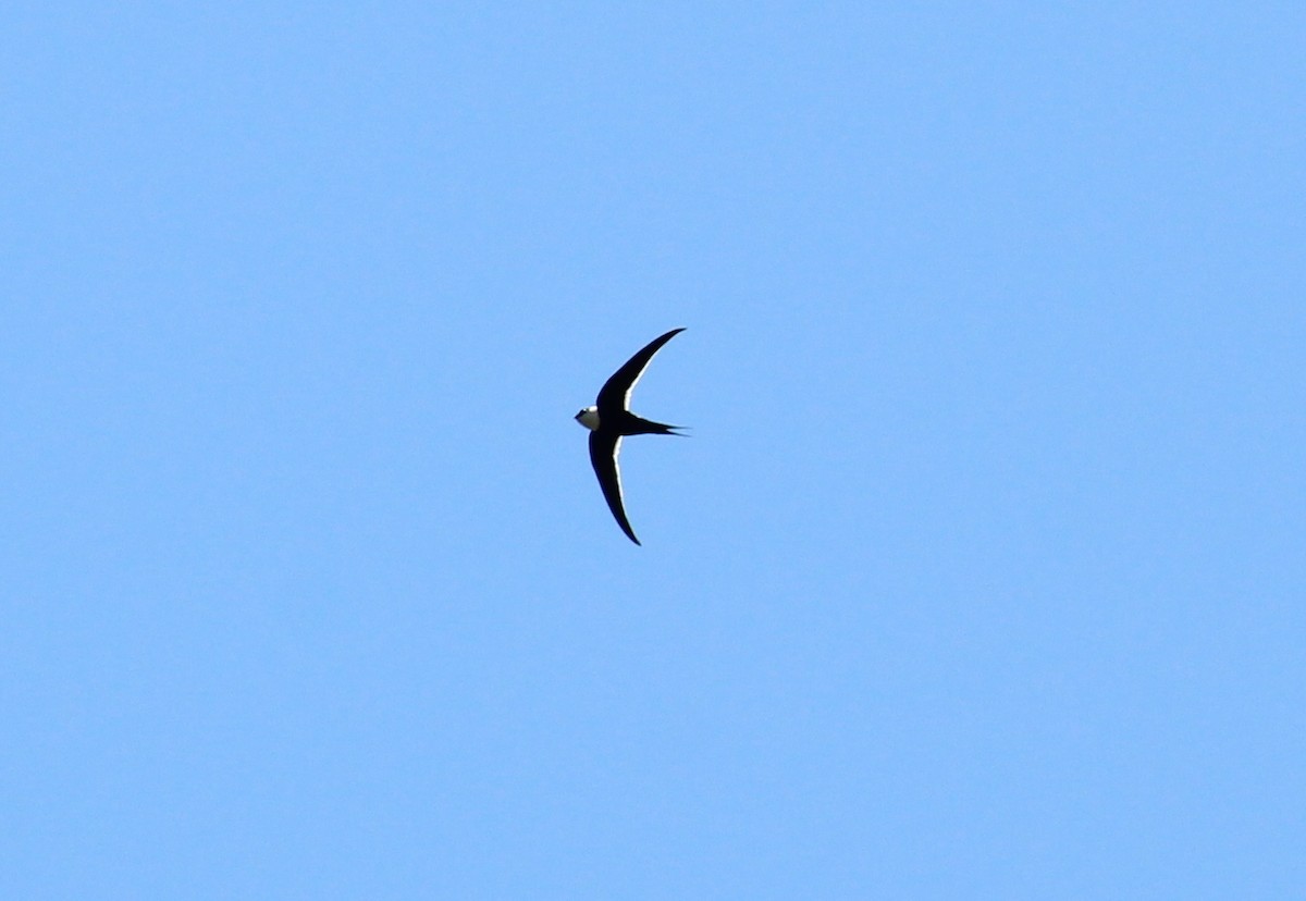 Great Swallow-tailed Swift - Jonathan  Vargas