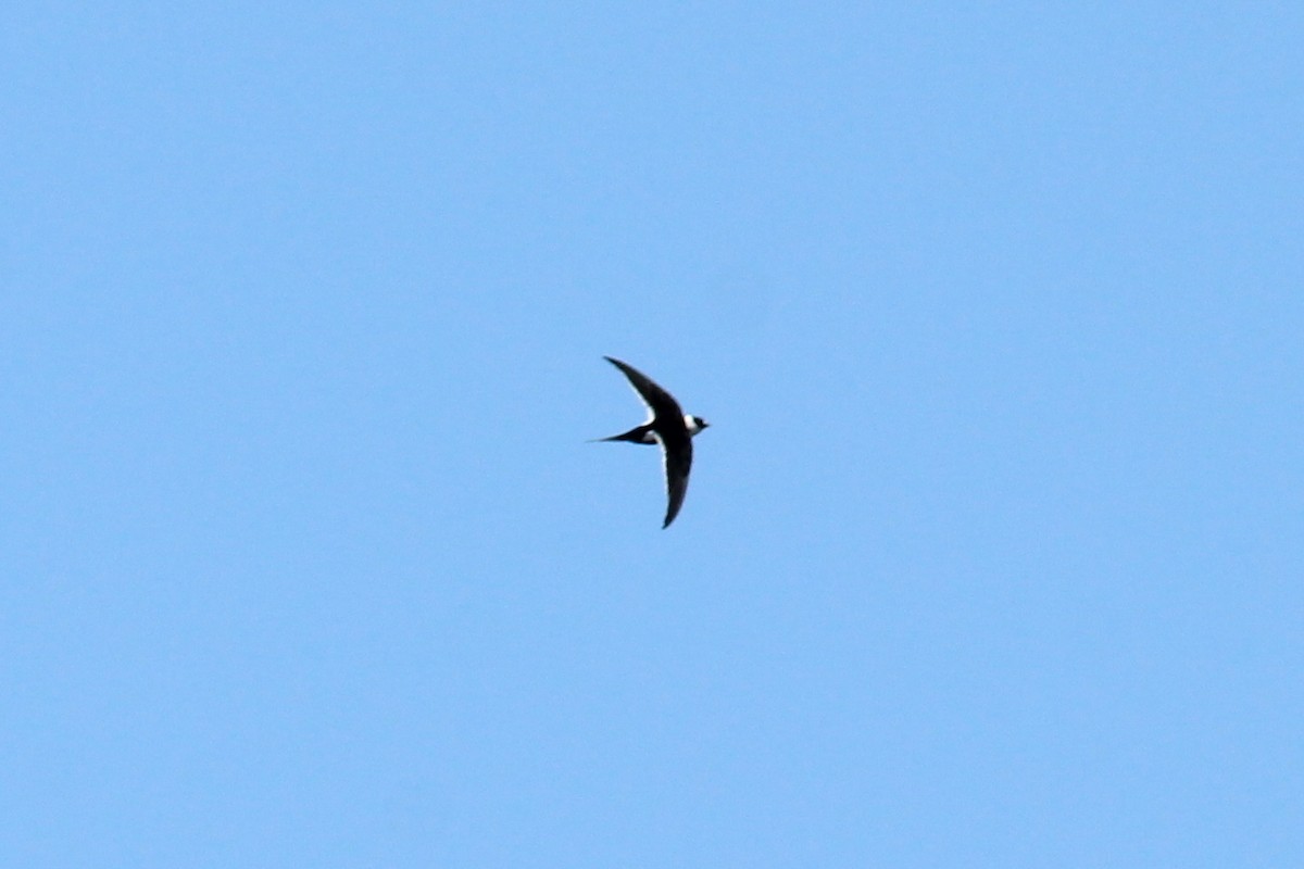Great Swallow-tailed Swift - Jonathan Vargas