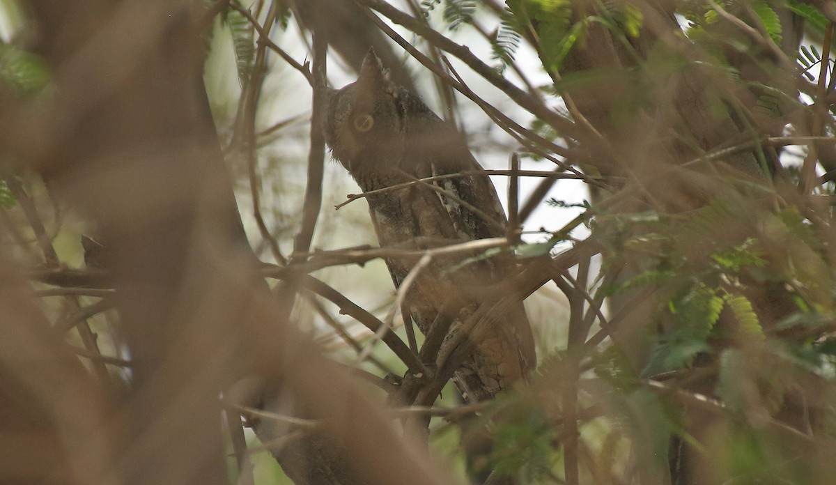 Eurasian Scops-Owl - ML55331991