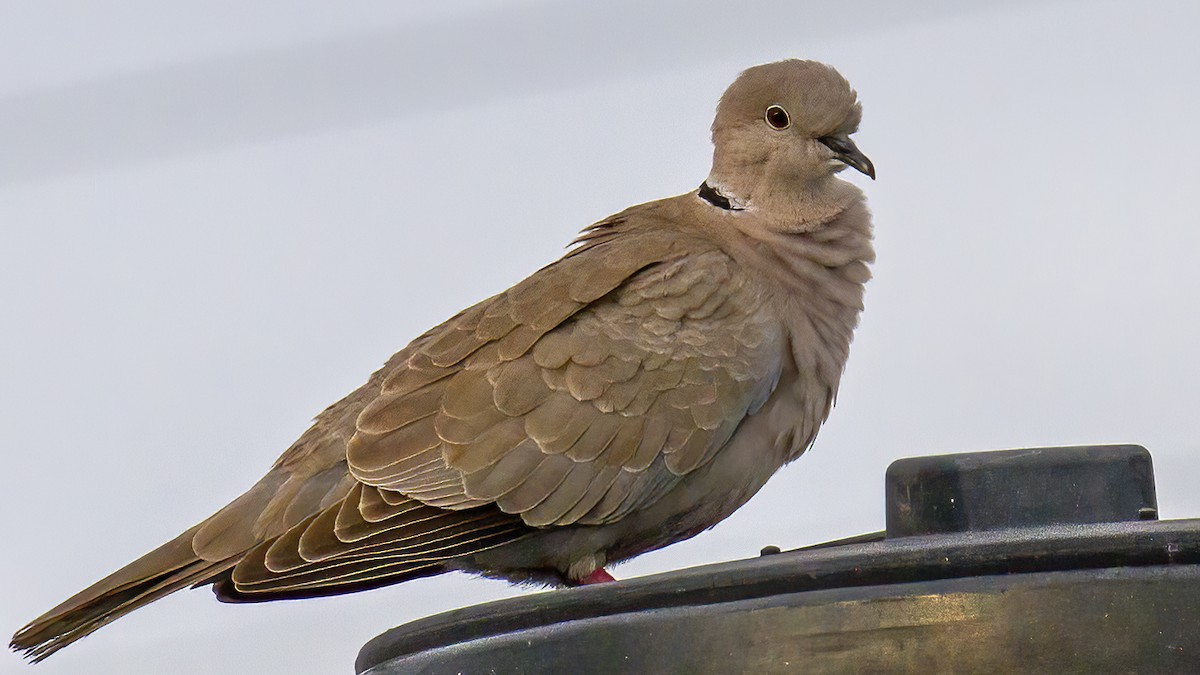 Eurasian Collared-Dove - ML553320881
