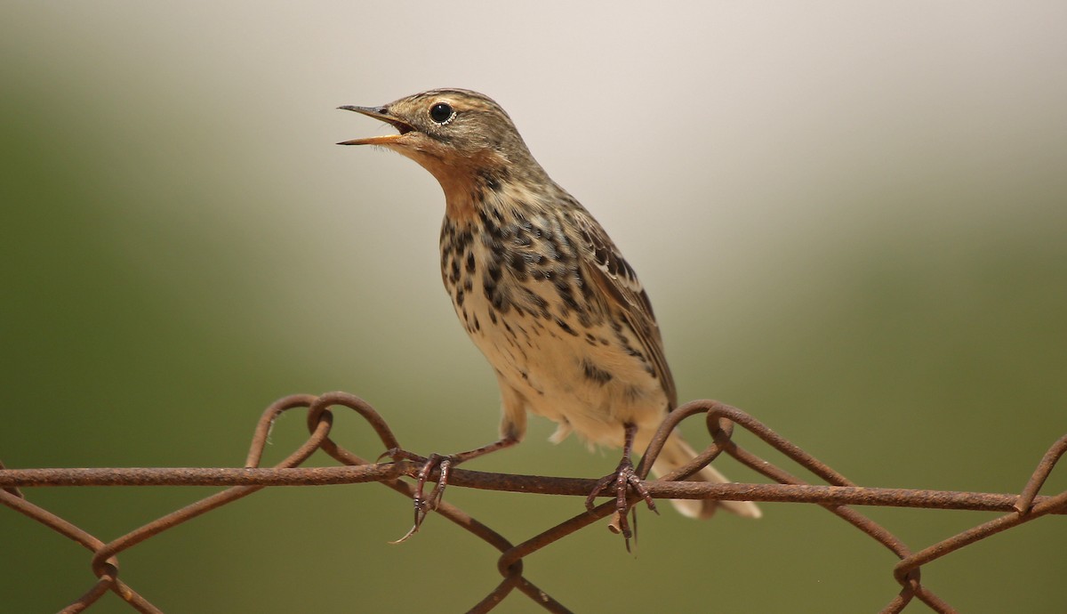 Red-throated Pipit - ML55332091