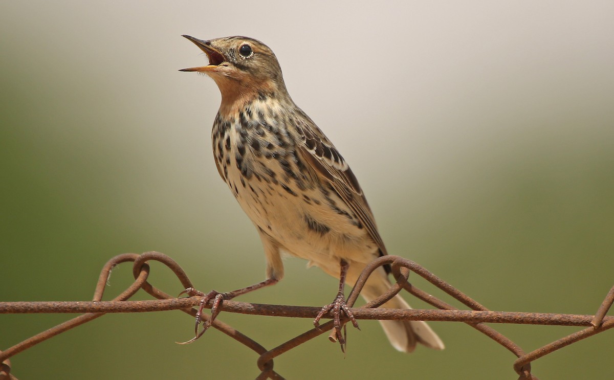 Red-throated Pipit - ML55332111