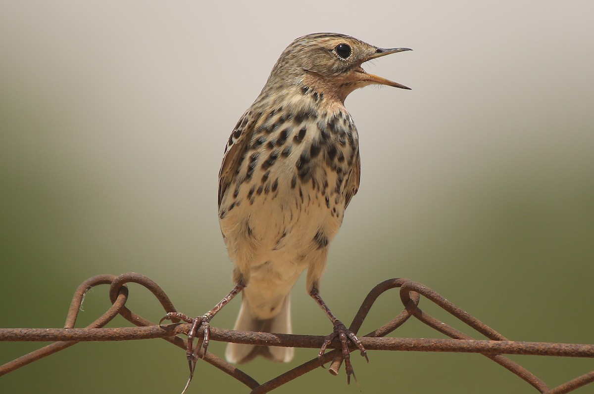 Red-throated Pipit - ML55332131