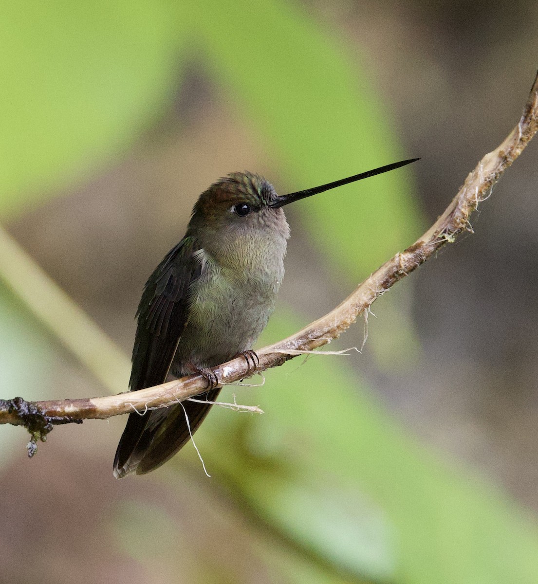 kolibřík zelenočelý - ML553324021