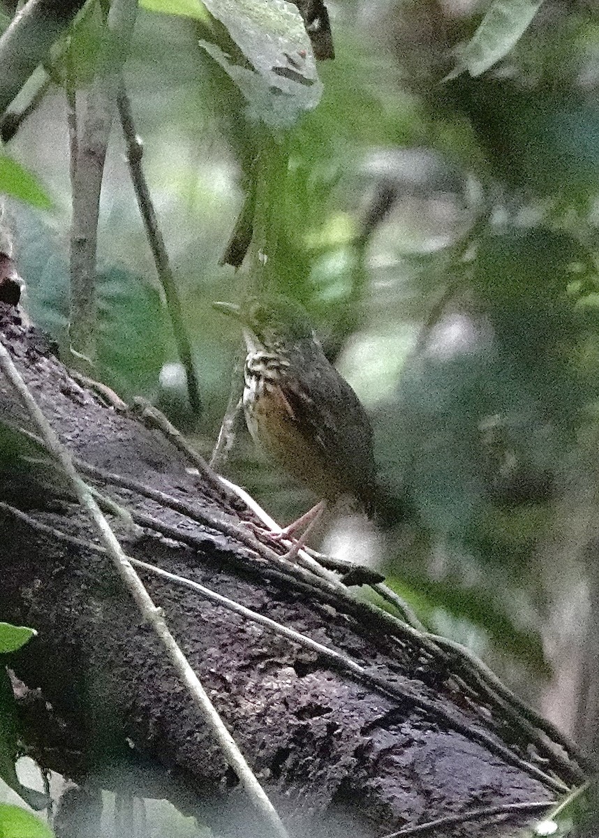Spotted Antpitta - ML553326921