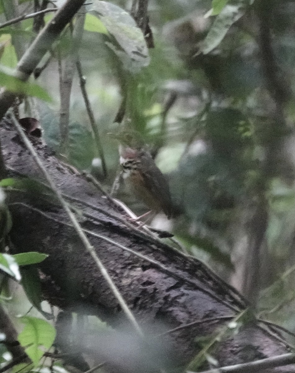 Spotted Antpitta - ML553326931