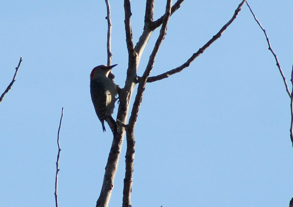 Red-bellied Woodpecker - FWA Birding
