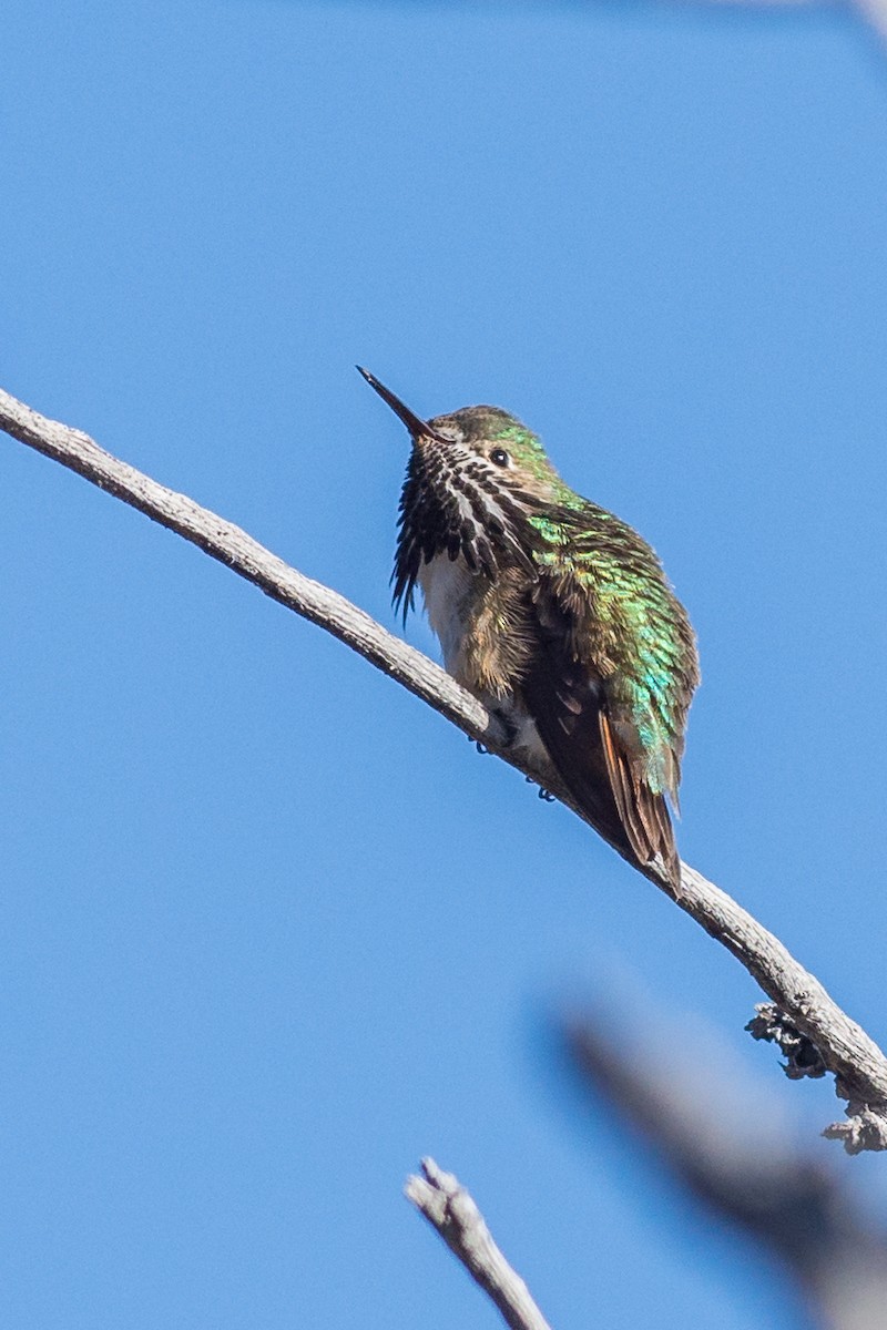 Calliope Hummingbird - Jeff Bleam