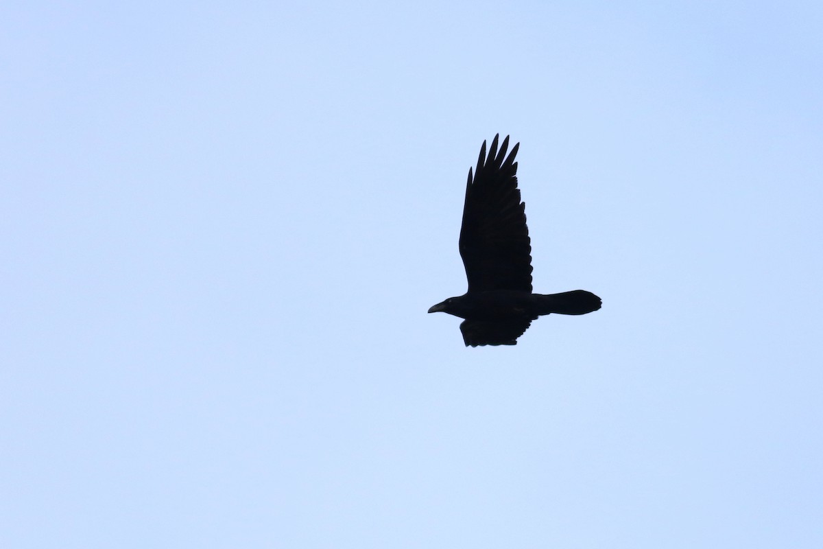 Common Raven - ML553341441