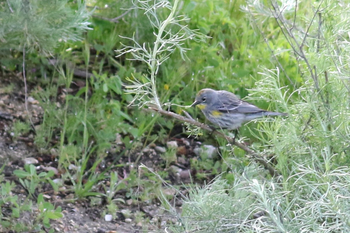Yellow-rumped Warbler (Audubon's) - ML553341511