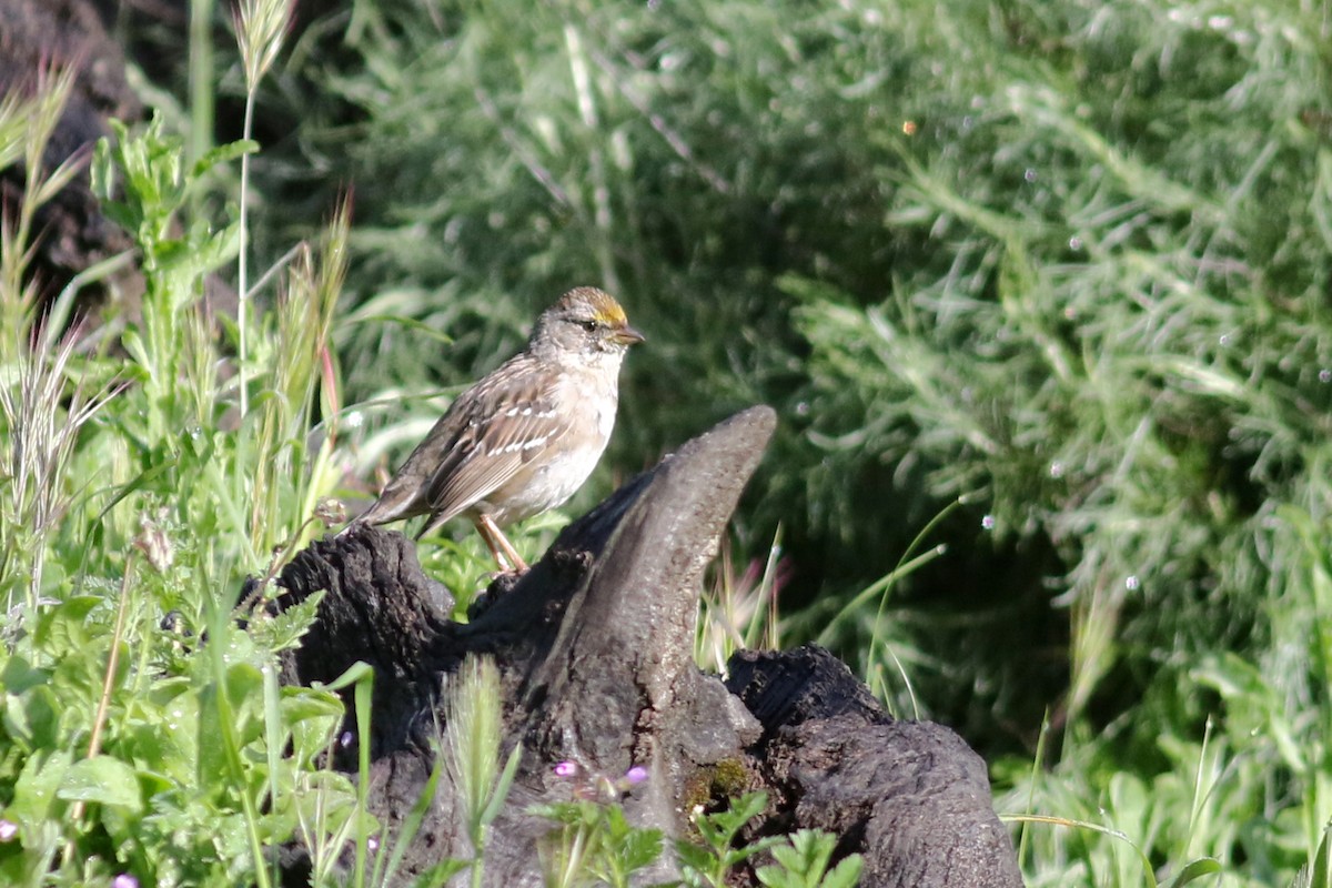 Golden-crowned Sparrow - ML553341651