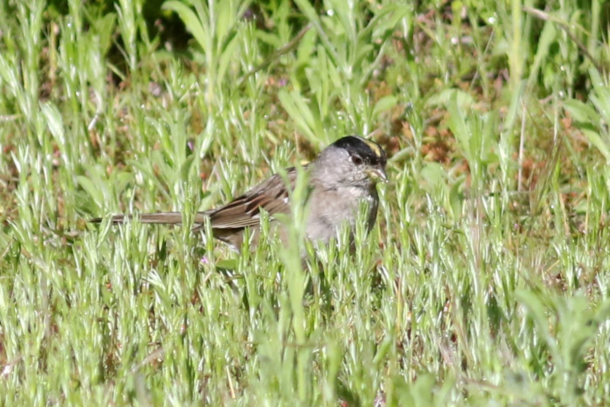 Golden-crowned Sparrow - ML553341671