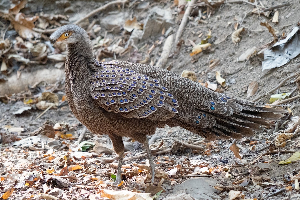 Gray Peacock-Pheasant - Kittakorn Inpang