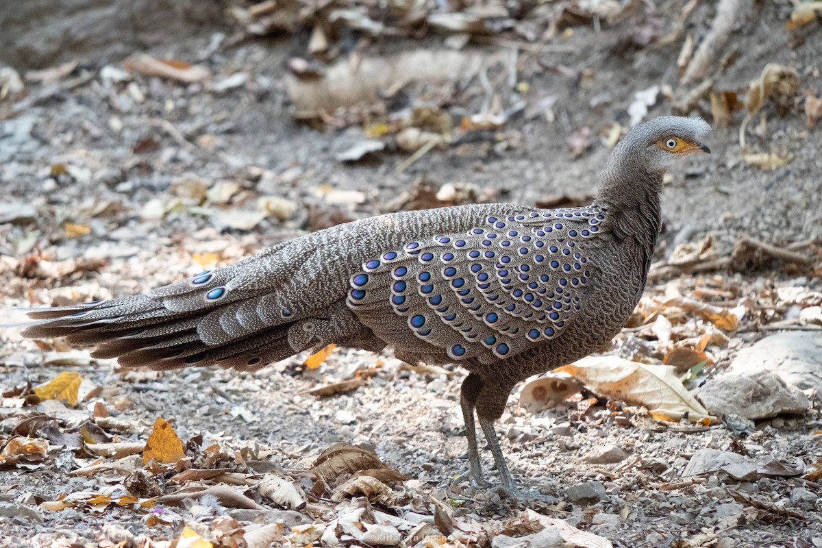 Gray Peacock-Pheasant - ML553346371