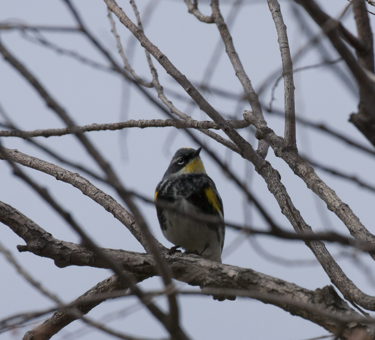 Yellow-rumped Warbler (Myrtle x Audubon's) - Prairie Birder