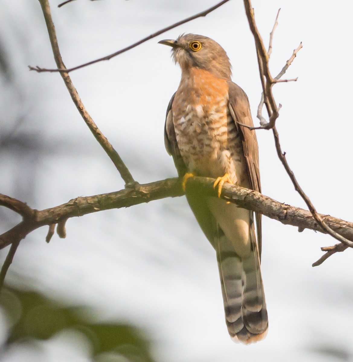 Common Hawk-Cuckoo - ML553348351
