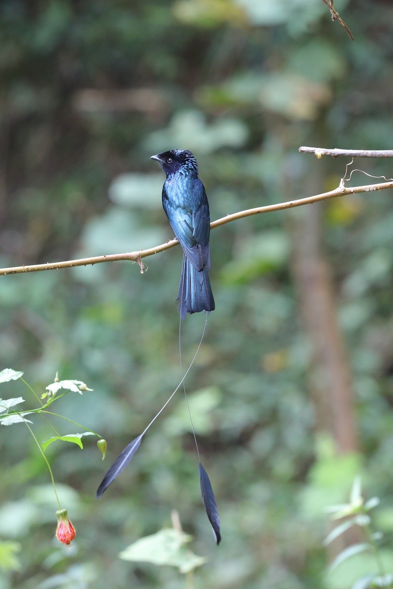 Lesser Racket-tailed Drongo - ML553350171
