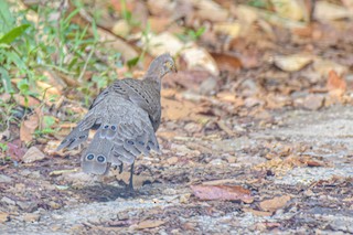 Gray Peacock-Pheasant, ML553352491