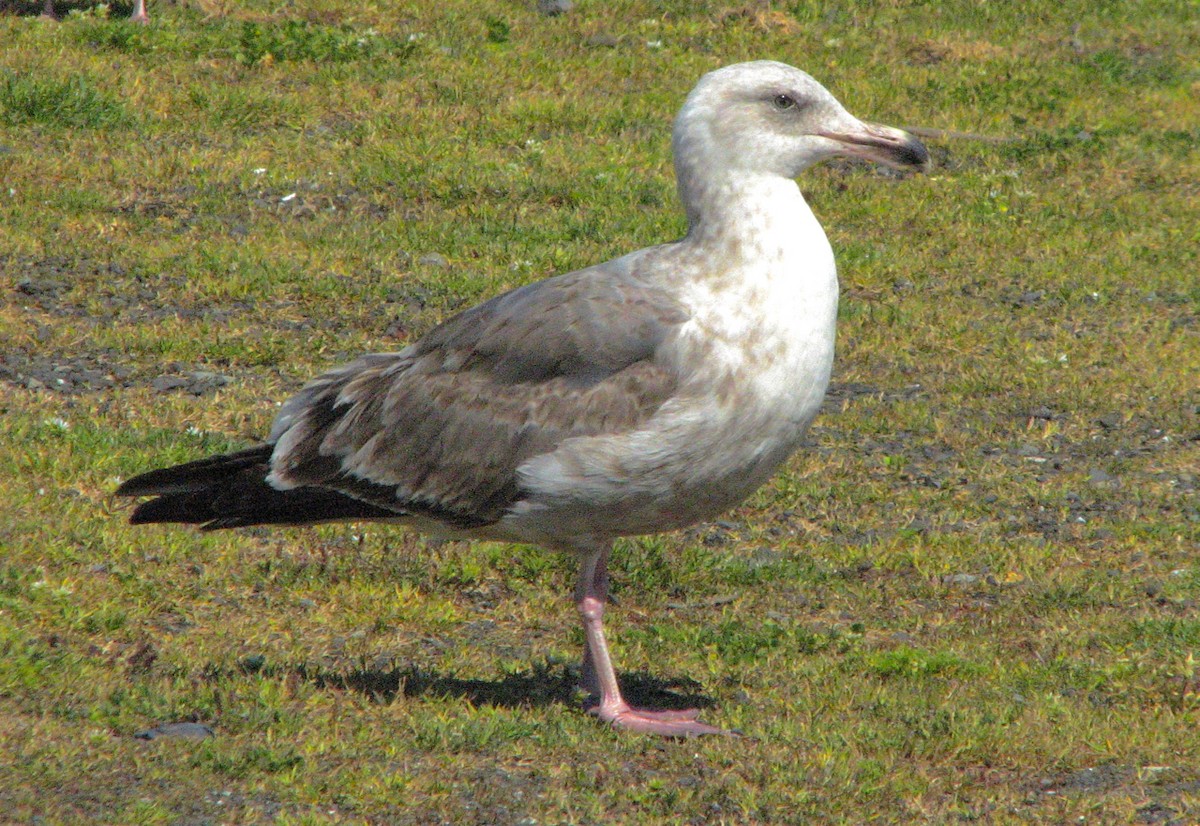 Western Gull - Cliff Peterson