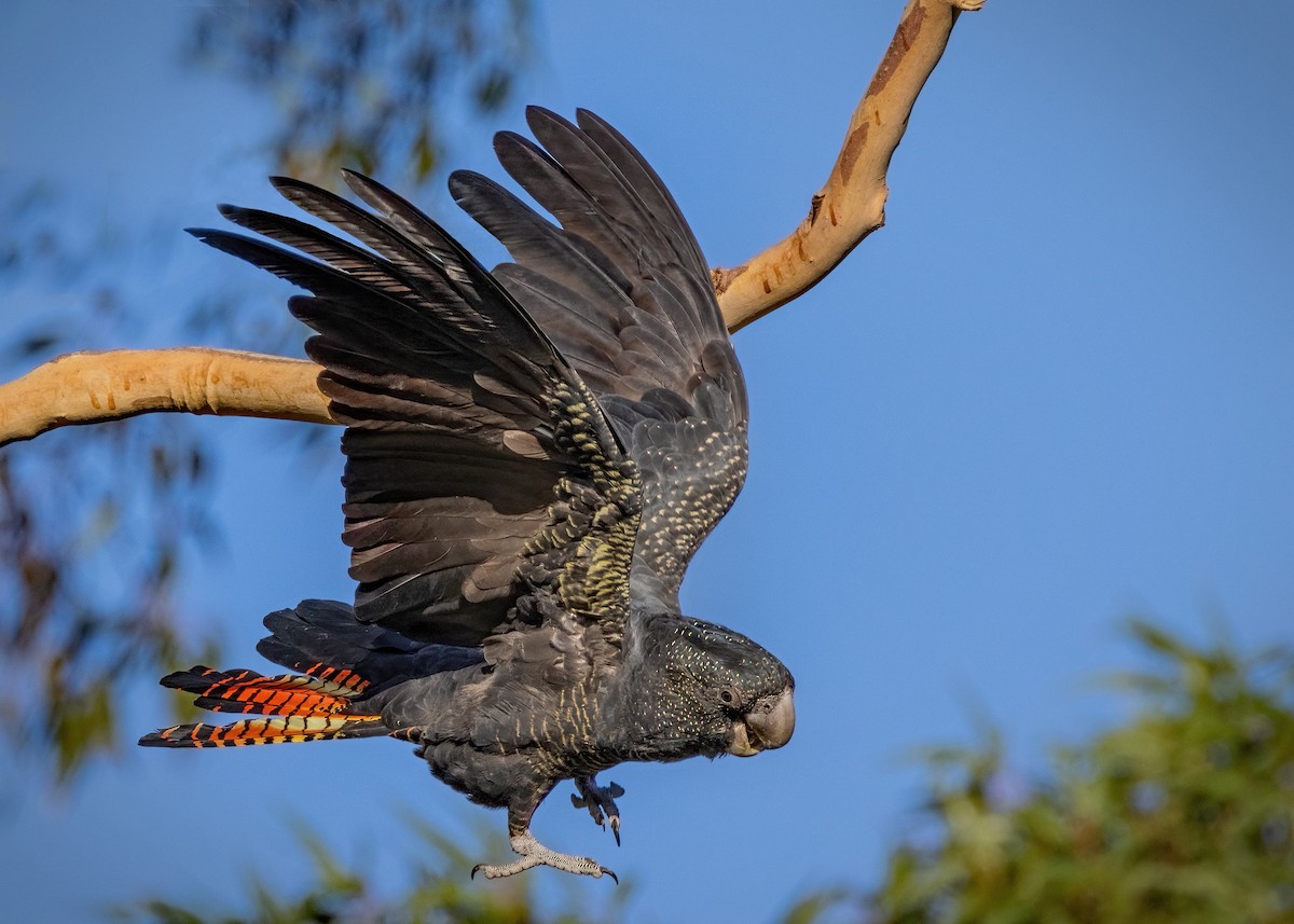 Red-tailed Black-Cockatoo - ML553359261