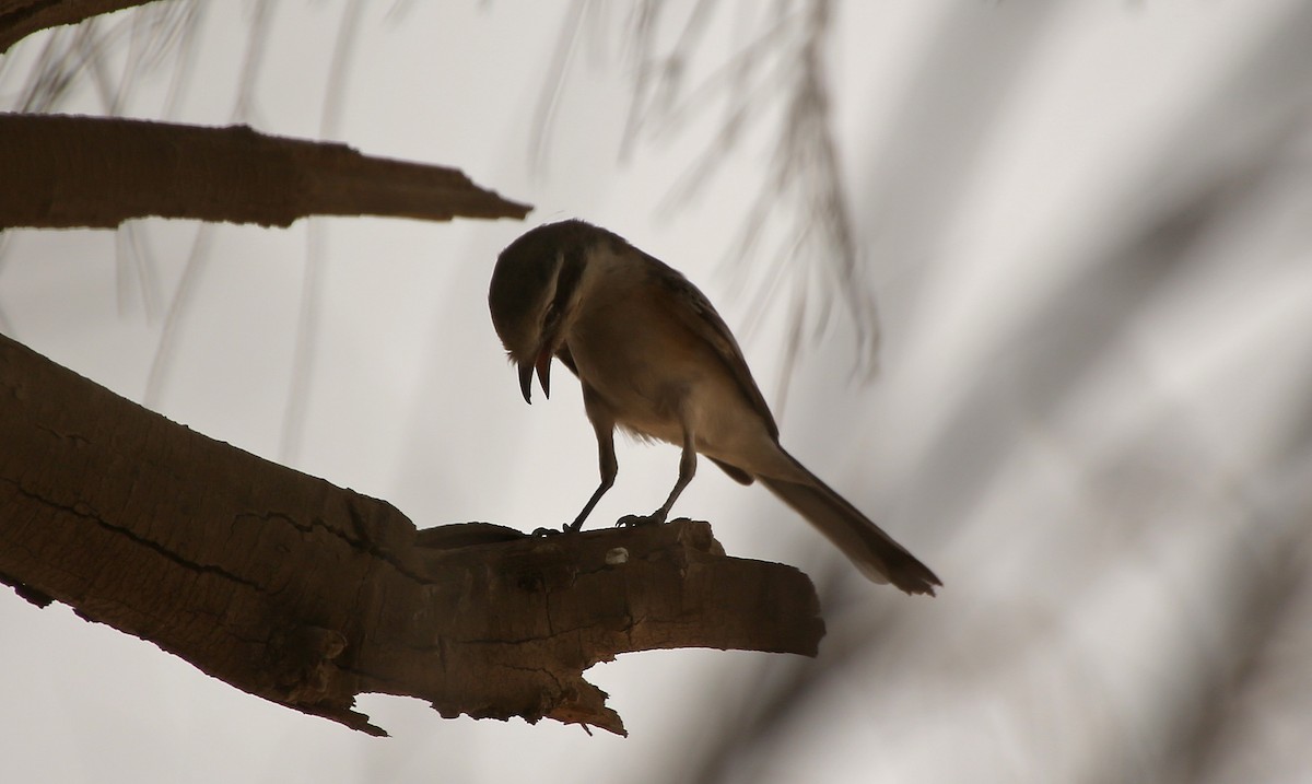 Masked Shrike - Paul Chapman