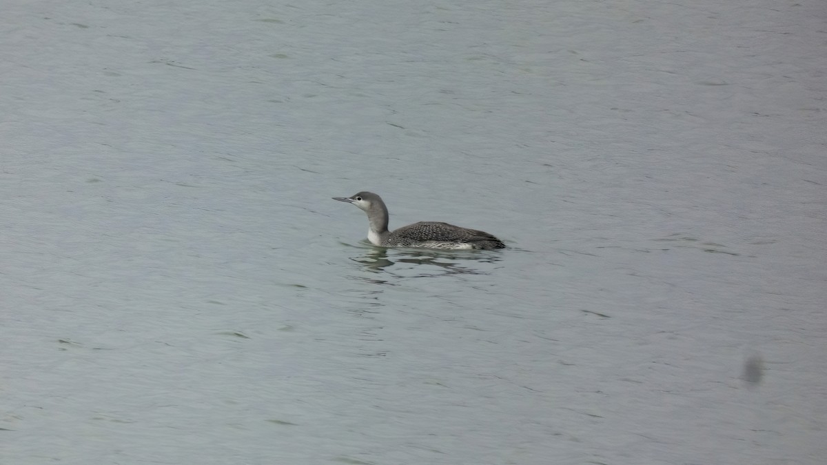Red-throated Loon - ML553361811
