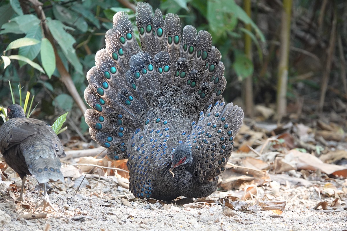 Germain's Peacock-Pheasant - ML553362271