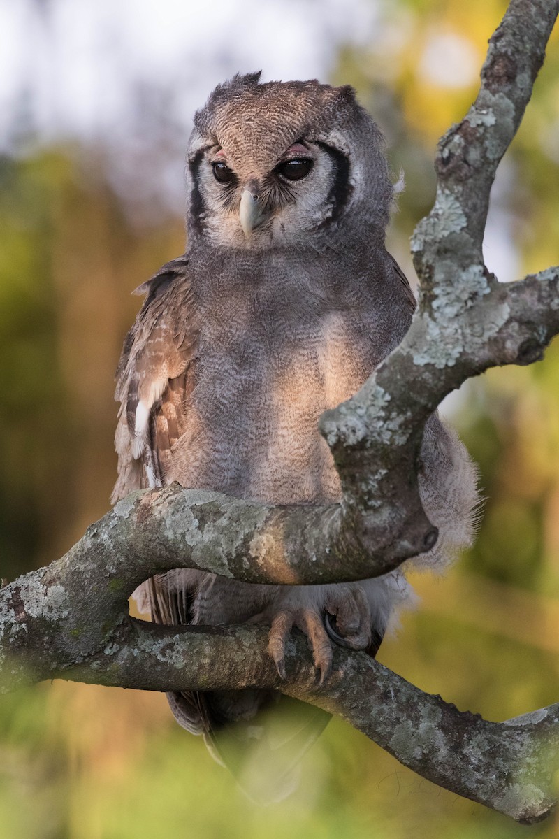 Verreaux's Eagle-Owl - Ravi Patel
