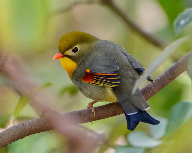 Red-billed Leiothrix - eBird