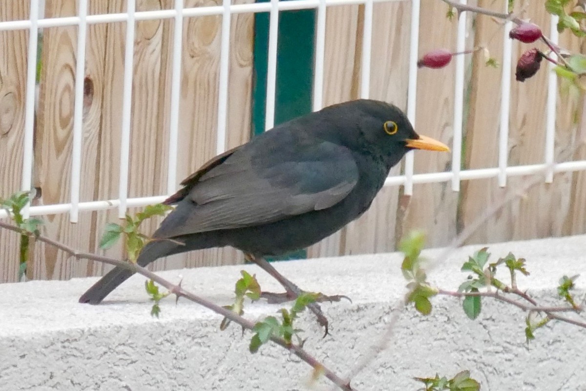 Eurasian Blackbird - ML553368471