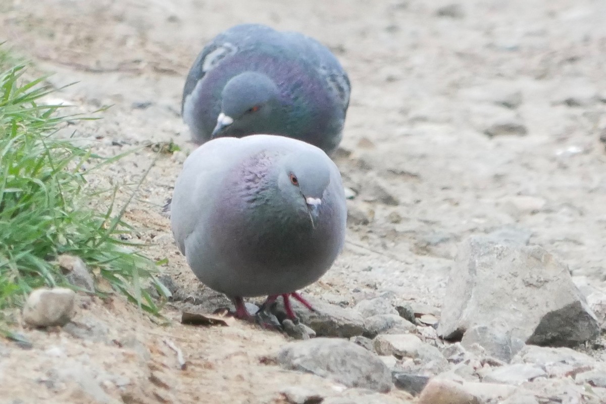 Rock Pigeon (Feral Pigeon) - ML553369021