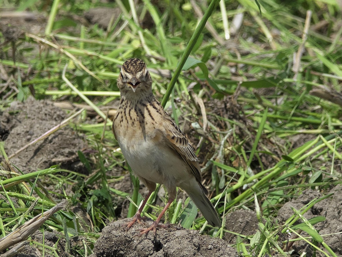 ML553369091 Eurasian Skylark Macaulay Library