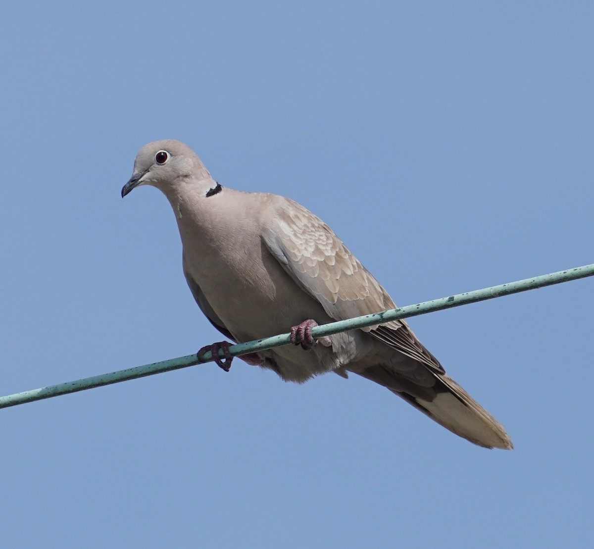 Eurasian Collared-Dove - Douglas "BB" Watson