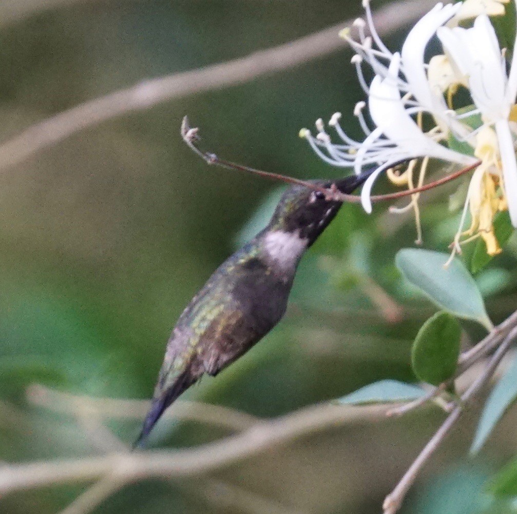 Black-chinned Hummingbird - Douglas "BB" Watson