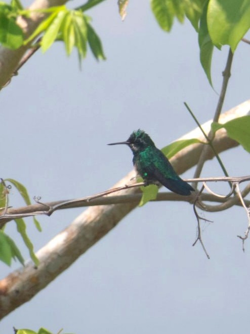 Blue-tailed Emerald - ML553371731