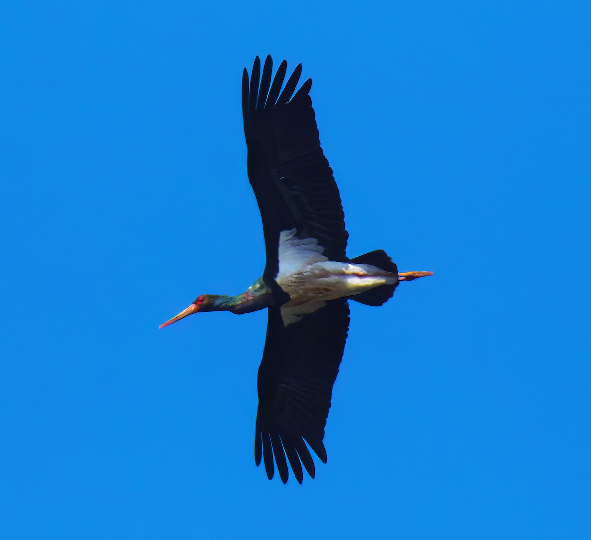 Black Stork - Chitra Shanker