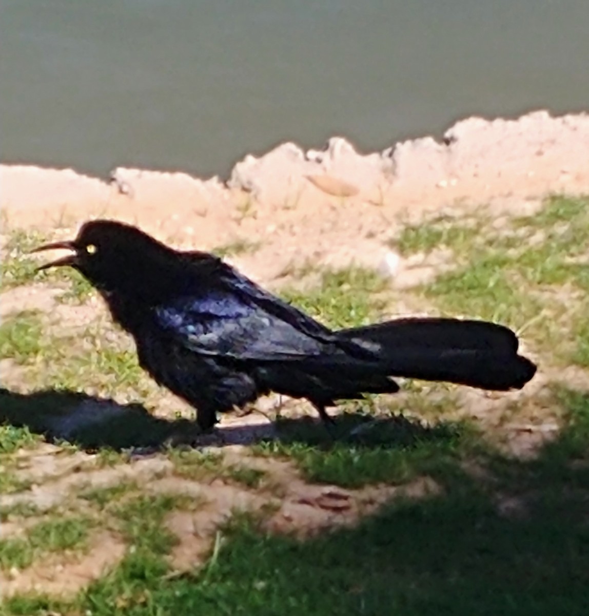 Great-tailed Grackle - ML553381631
