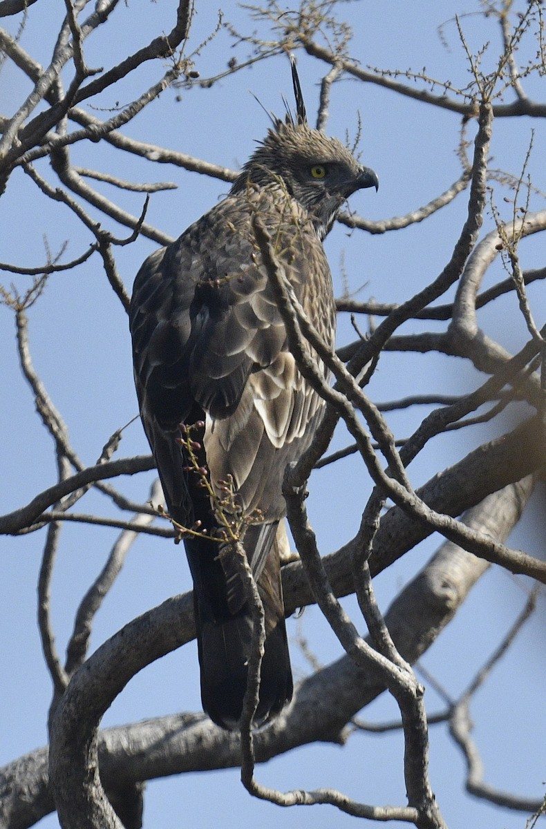 Changeable Hawk-Eagle (Crested) - ML553381801